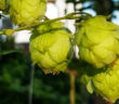 how to grow hops in your garden or allotment