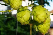 how to grow hops in your garden or allotment