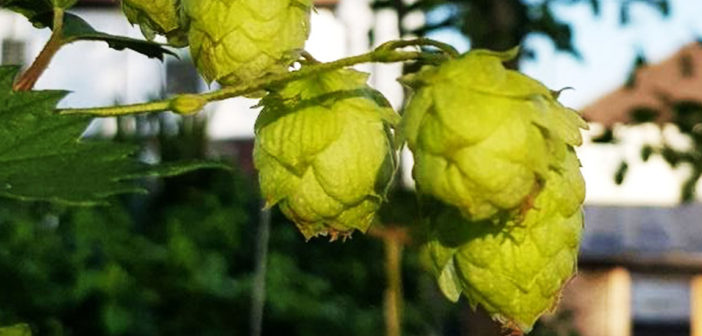 how to grow hops in your garden or allotment