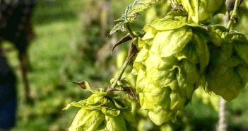 UK homebrewing