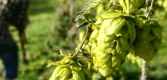 UK homebrewing