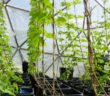 Hydroponic Hops Devon UK