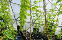 Hydroponic Hops Devon UK