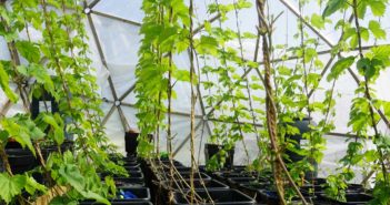 Hydroponic Hops Devon UK