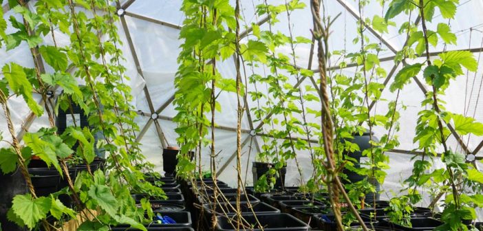 Hydroponic Hops Devon UK